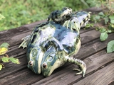 embrace_bullfrog